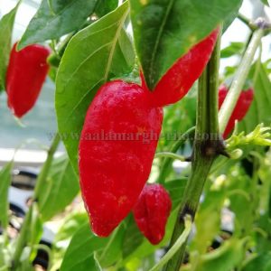 Fish Pepper
