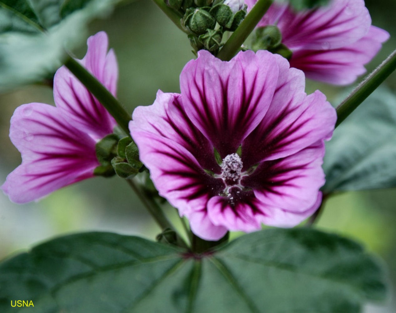Malva Zebrina - La Margherita
