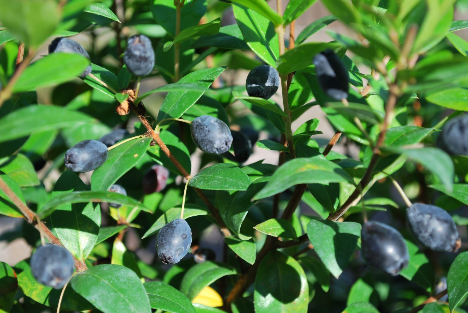 Mirto comune La Margherita