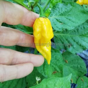 Fatalii