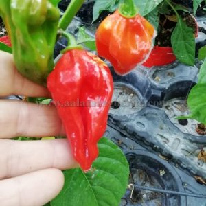 Fatalii Red