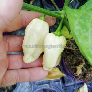 Fatalii White