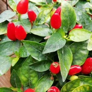 Fuoco della Prateria