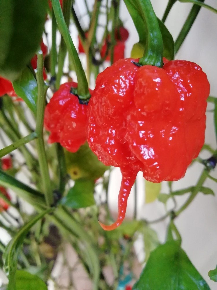 Carolina Reaper