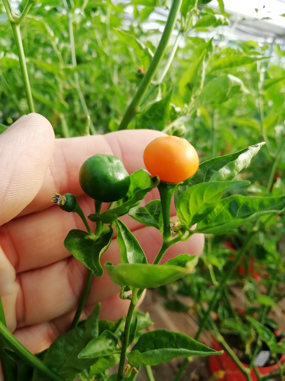 Capezzolo di Scimmia