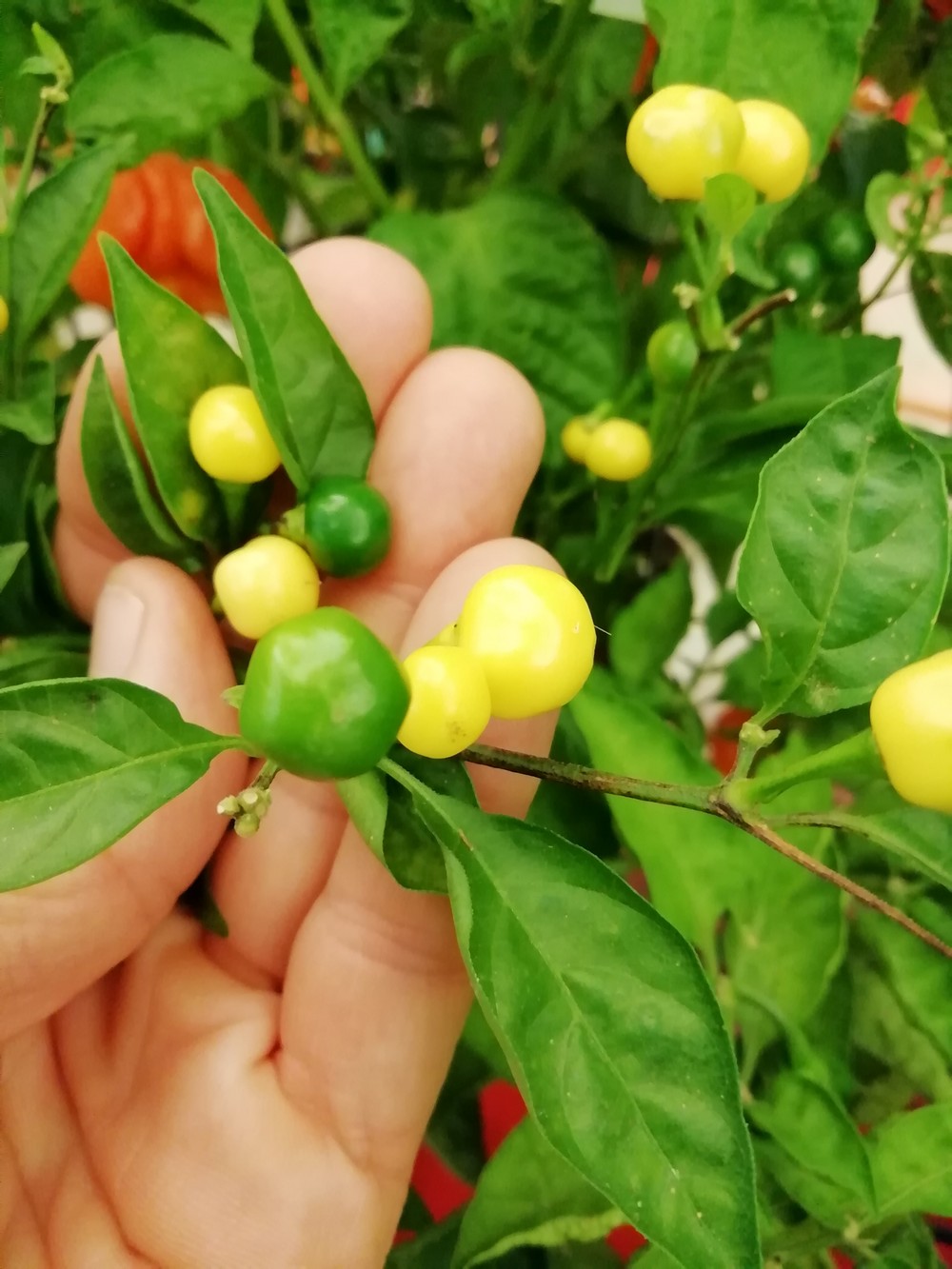 Semi Di Peperoncino Rari - Hot Lemon, Vezena Piperka E Capezzoli Di Scimmia - 30 Semi Da Collezione