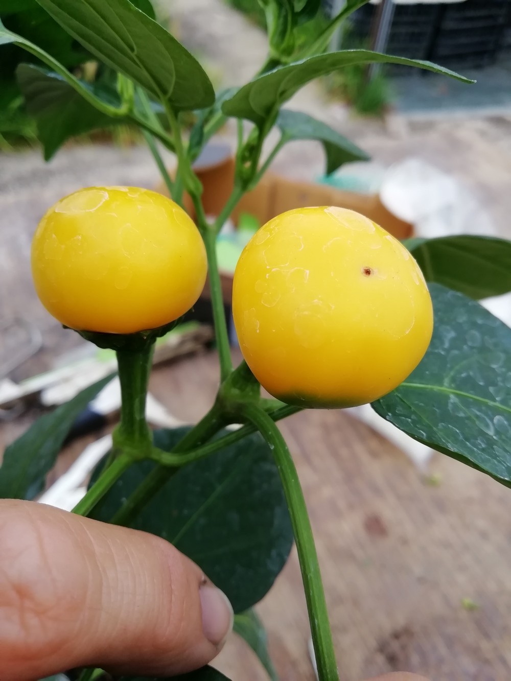 Ciliegia Giallo