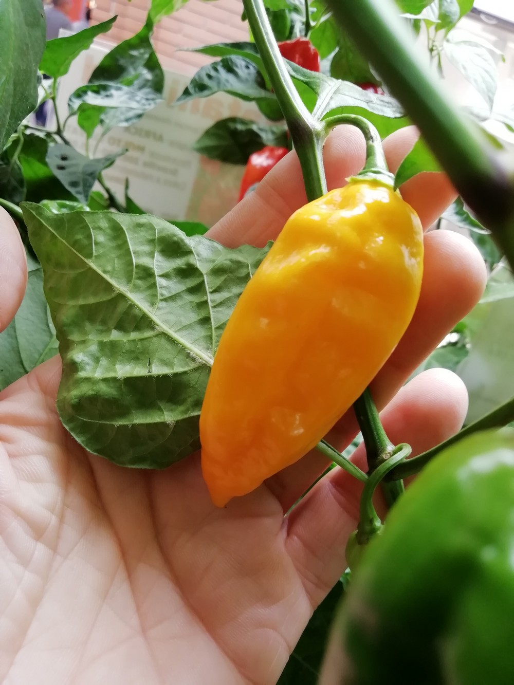 Devil's Tongue Yellow