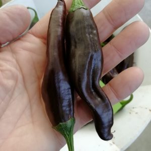 Ecuadorian Brown