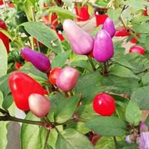 Ecuadorian Purple