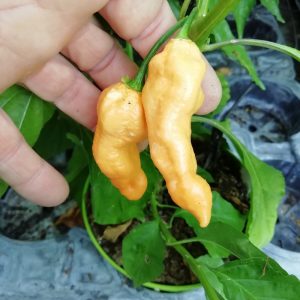 Fatalii Peach