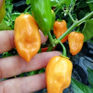 Habanero Arancio