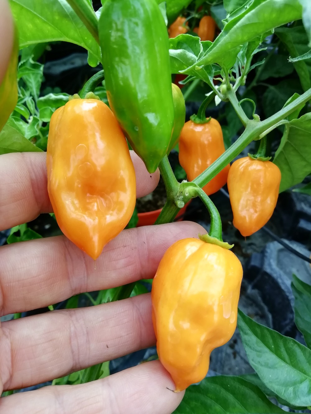 Habanero Arancio