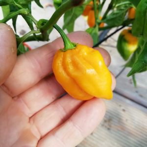 Habanero Big Sun