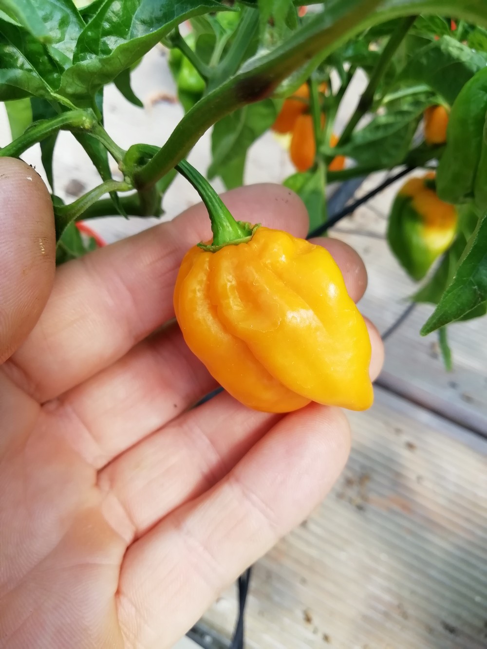 Habanero Big Sun