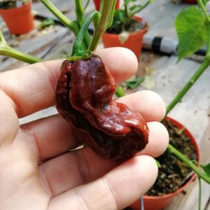 Habanero Chocolate