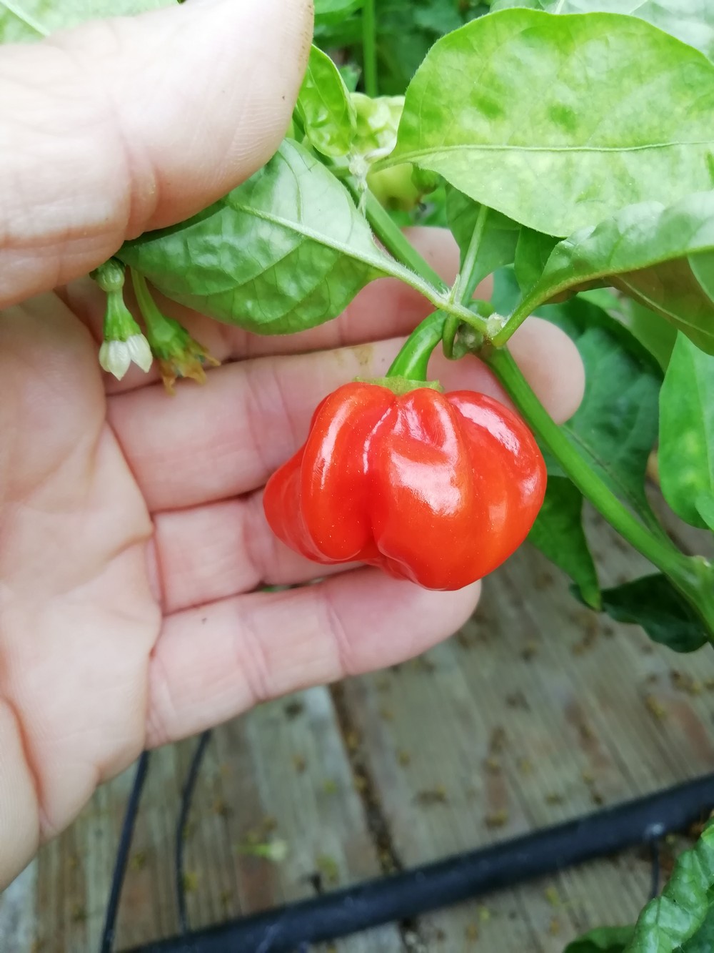 Habanero Gambia
