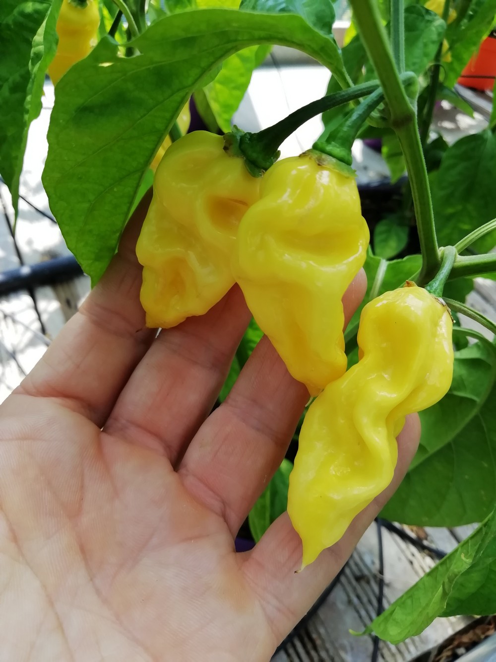 Habanero Hot Lemon