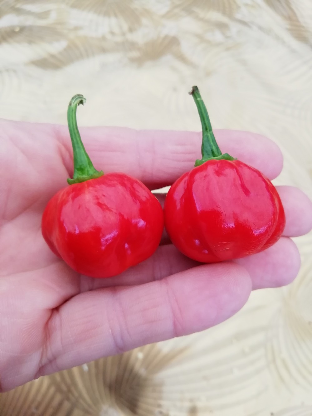 Habanero St. Lucia Island