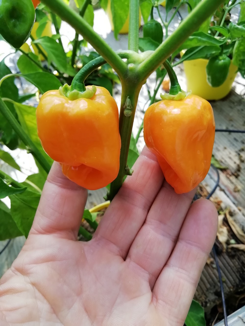 Habanero Vietnam