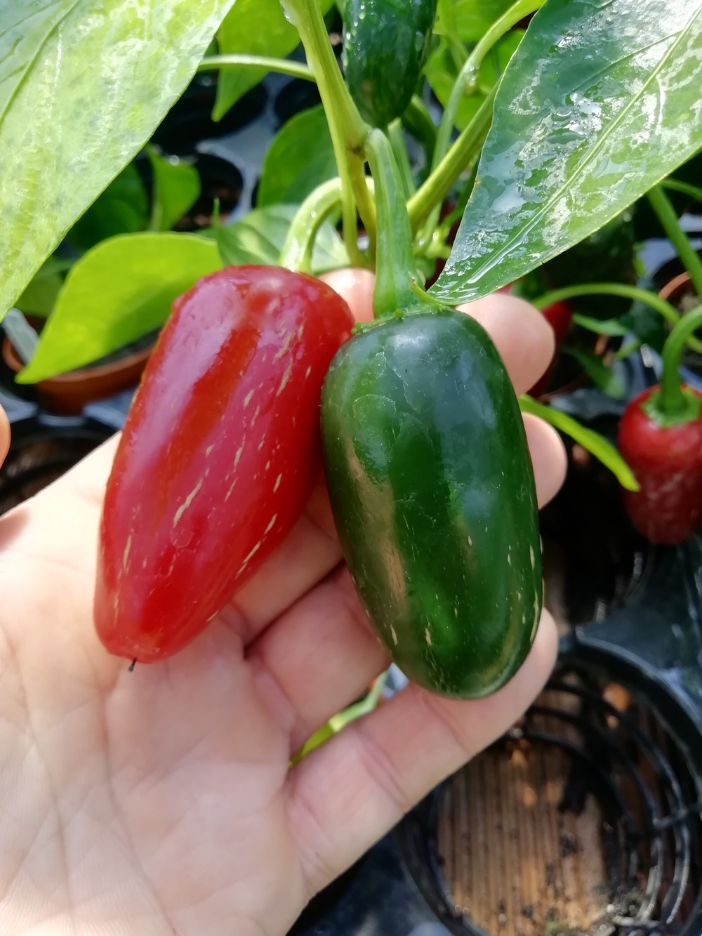 Jalapeno