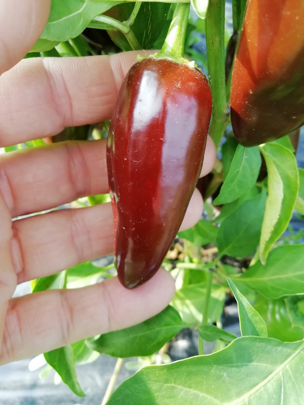 Jalapeno Brown