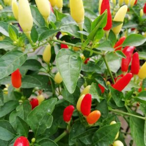 Semi Di Peperoncino Super Piccante - Confezione 30 Semi: 10 X Bhut Jolokia Red, 10 X Chocolate, 10 X Peach - Produzione 2021