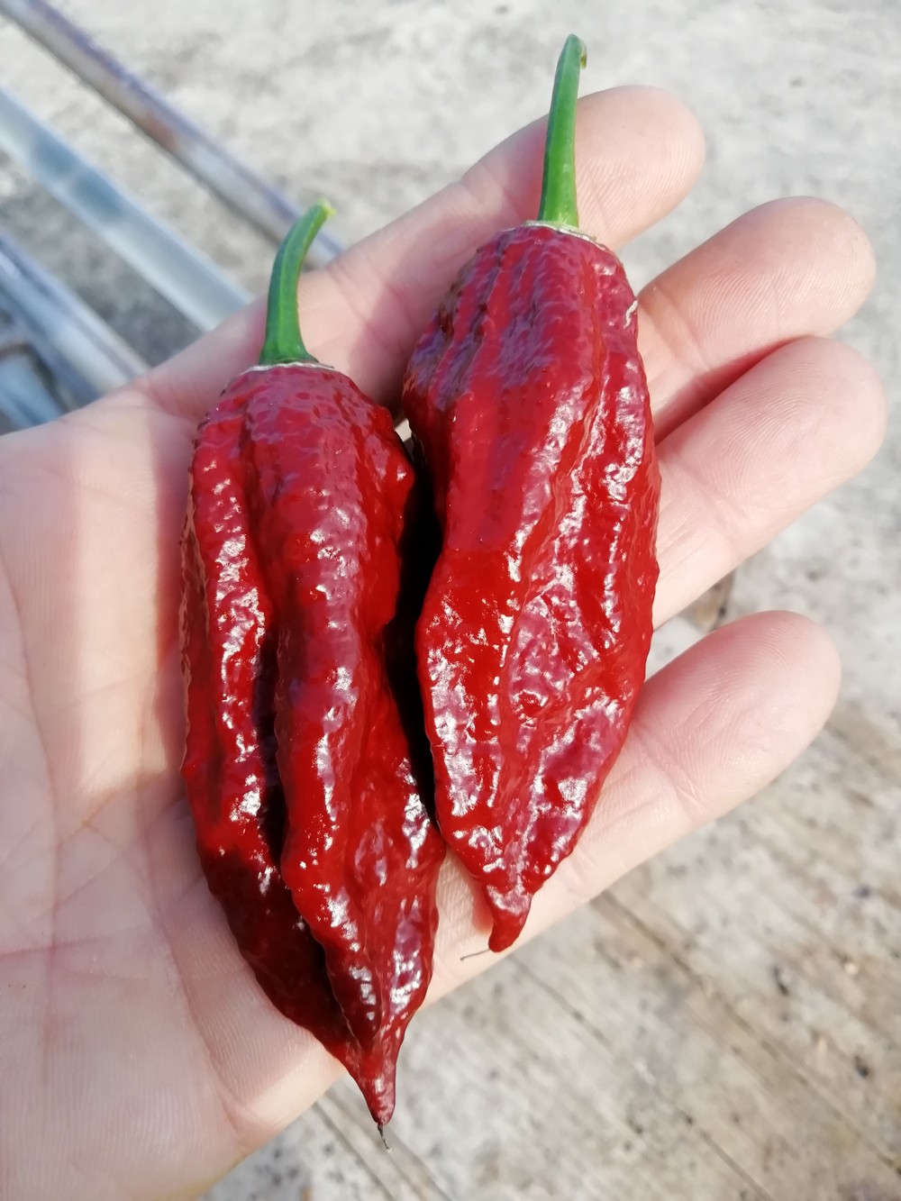 Naga Black