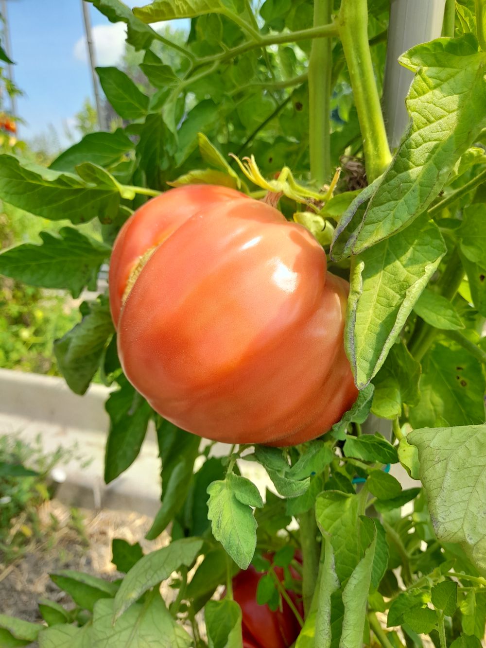 Costoluto di Palmiro