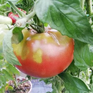 Giant Belgium