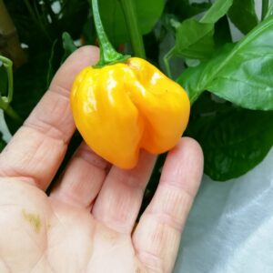 Habanero Dorato
