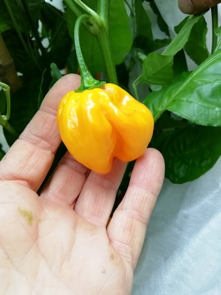 Habanero Dorato