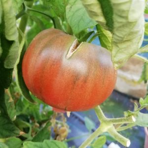 Nero Salato di Foresta