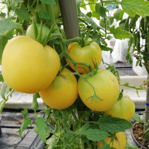 Peche Jaune