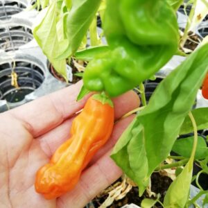 Peter Pepper Arancio