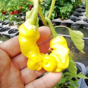 Peter Pepper Yellow