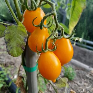 Piennolo Giallo