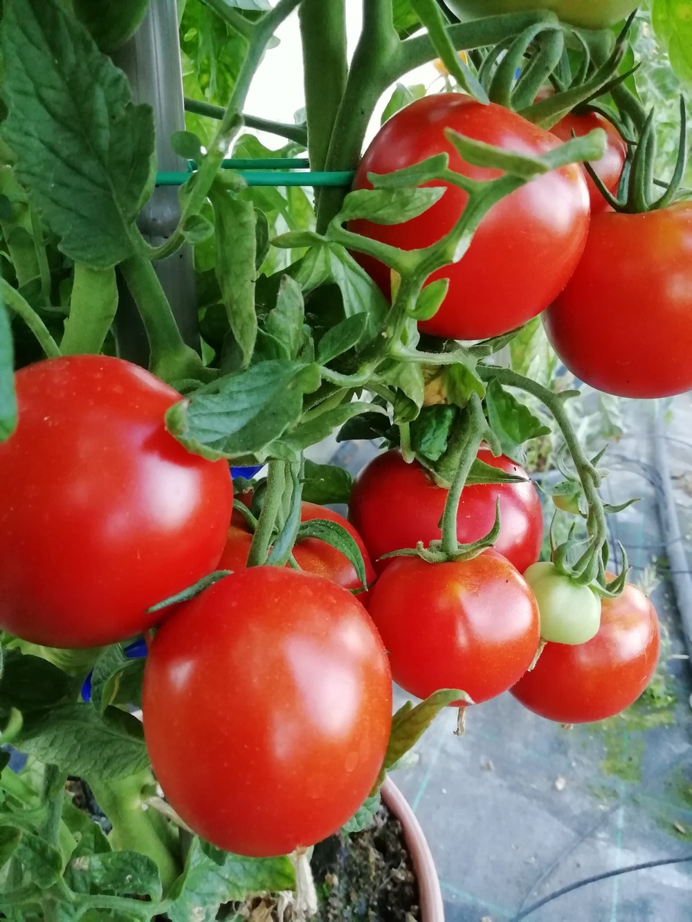 Siberian Tomato