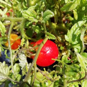 Pomodoro Tumbling Junior Rosso