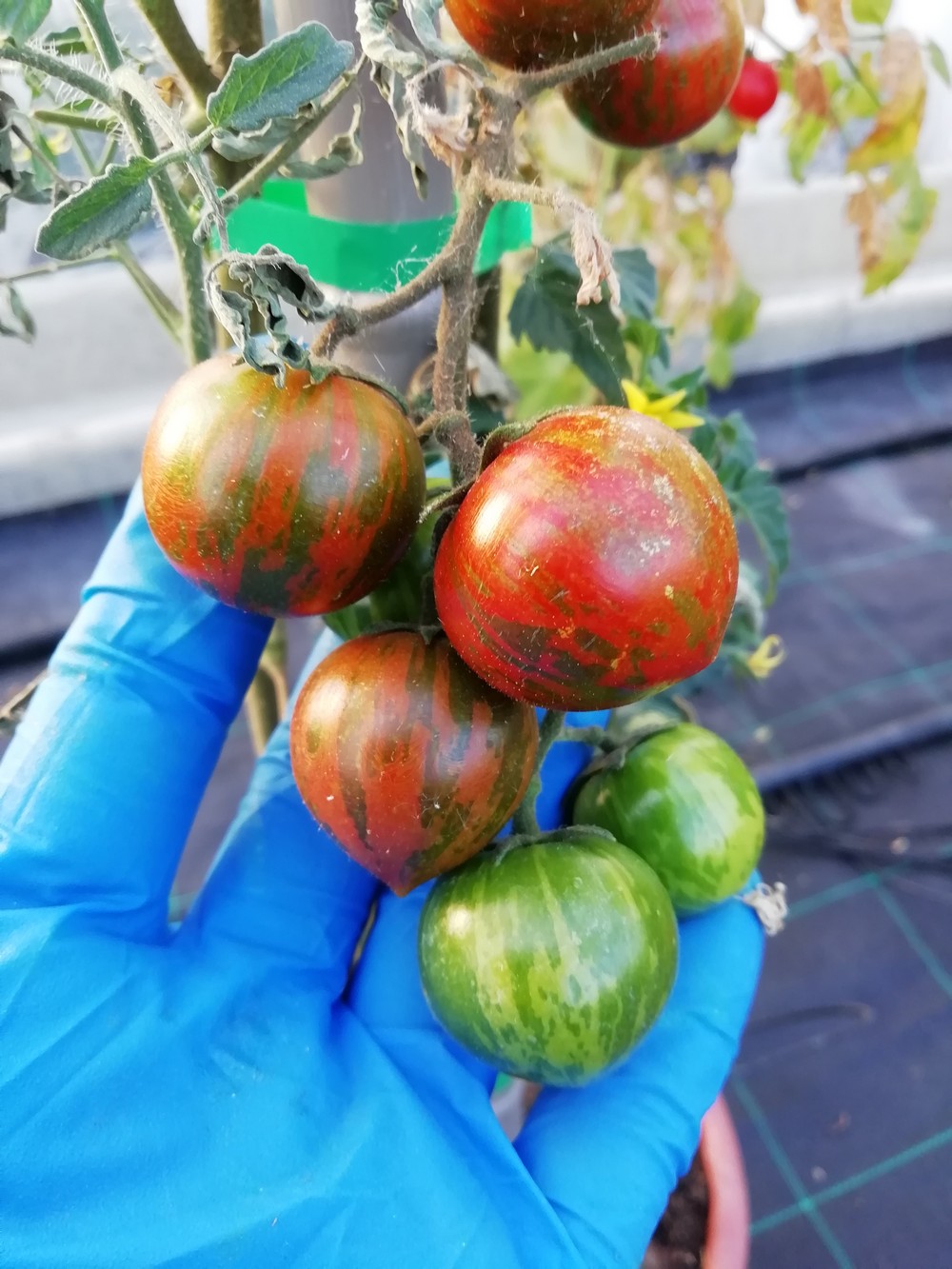 Black Zebra Cocktail