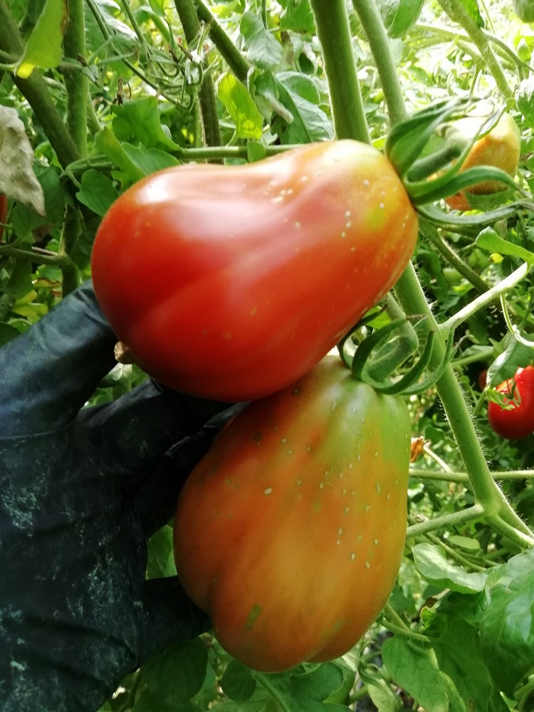 Canestrino di Lucca Antico