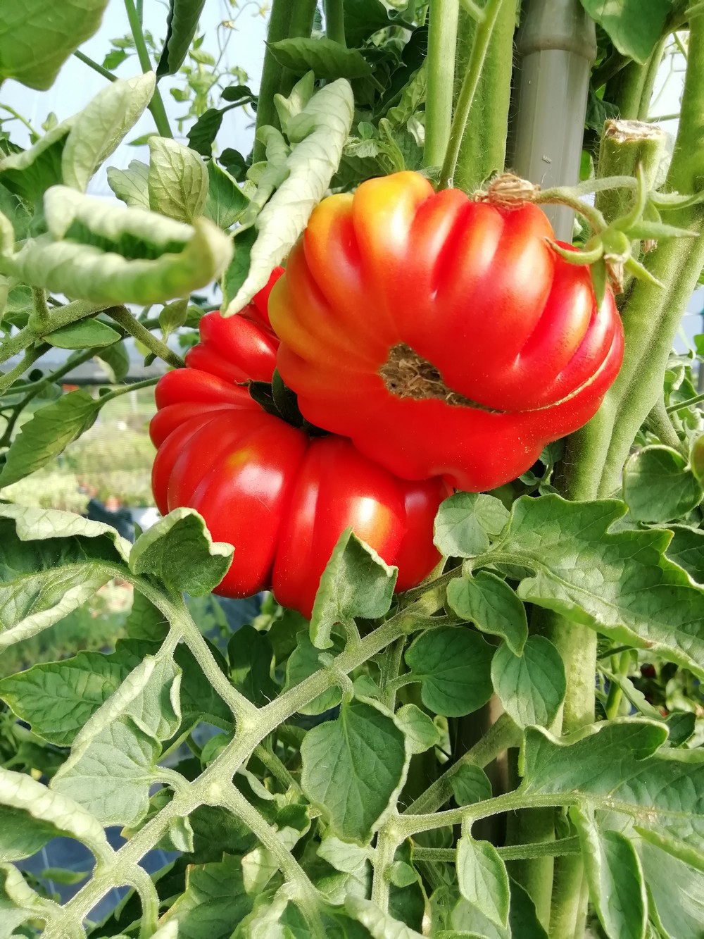 Costoluto Genovese