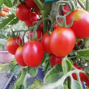 Fiaschetto