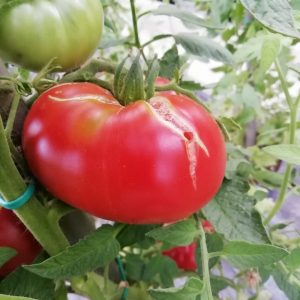 Giant 32 Novikova