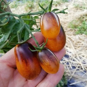 Indigo Pear Drops