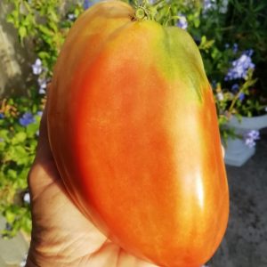 Nasone