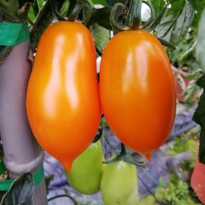 Orange Plum