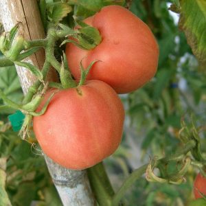 Peche Rose