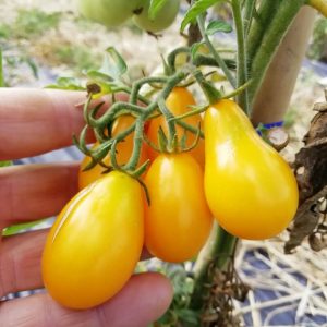 Perino Giallo