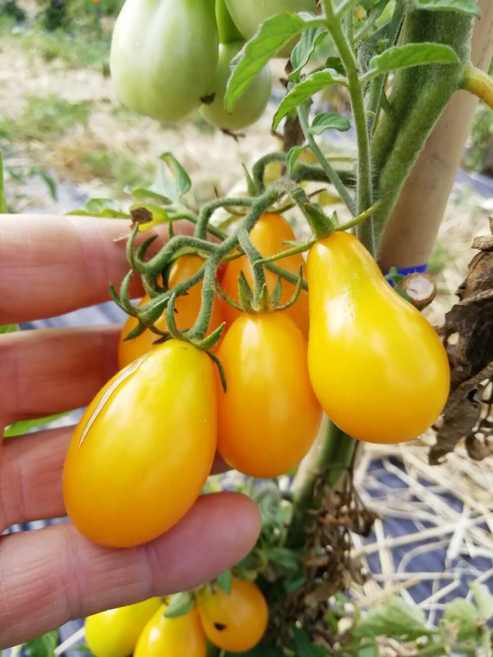 Perino Giallo